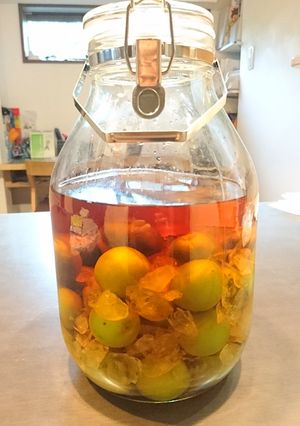 ブランデー梅酒-レシピのメイン写真