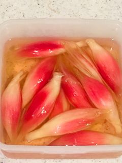 みょうがの甘酢漬け-レシピのメイン写真