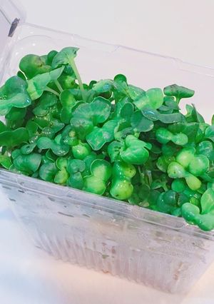 長持ち!かいわれ大根の冷蔵保存方法-レシピのメイン写真