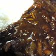 とろッとろ(^ω^)牛すじハヤシライス♪
