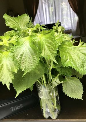 青紫蘇の保存法-レシピのメイン写真