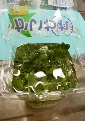 [裏技?]かいわれ大根の種殻取り&水切り-レシピのメイン写真