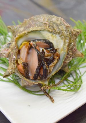 長崎産活サザエのお刺身（よか魚）-レシピのメイン写真