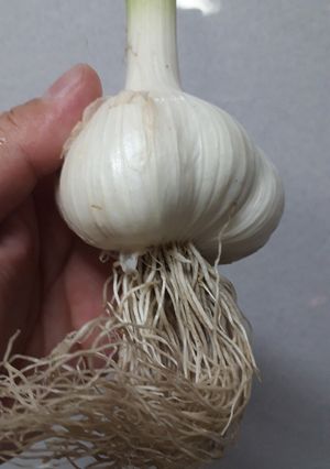 生ニンニクを手軽においしく-レシピのメイン写真