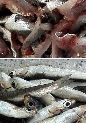 なるべく汚さずに、小イワシ刺身をさばく-レシピのメイン写真