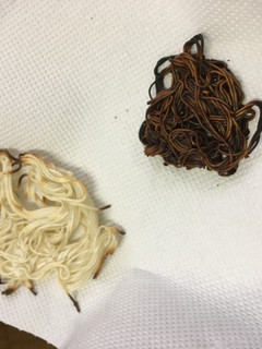 なんでも焼きそうめん-レシピのメイン写真