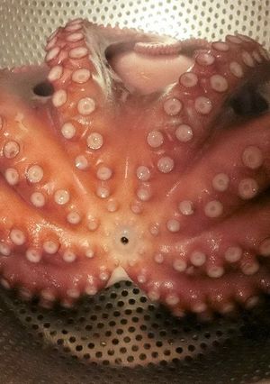 簡単★タコの下処理-レシピのメイン写真