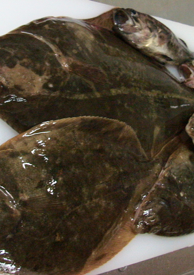 お魚の下ごしらえ＊カレイ＊-レシピのメイン写真
