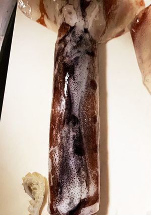 スルメイカの捌き方(刺身編)-レシピのメイン写真