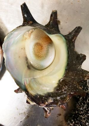 サザエの捌き方&刺身の作り方-レシピのメイン写真