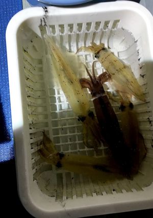 ケンサキイカの沖漬け-レシピのメイン写真