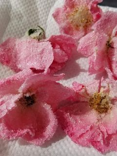 身近な花で作る宝石〜お花の砂糖漬け-レシピのメイン写真