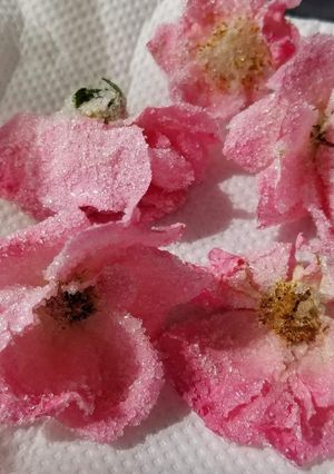 身近な花で作る宝石〜お花の砂糖漬け-レシピのメイン写真
