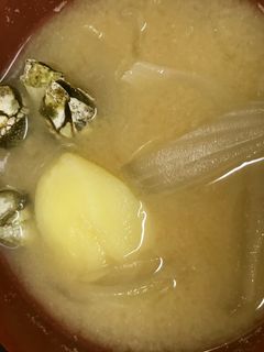 屋久島貝料理特選「亀の手」味噌汁-レシピのメイン写真