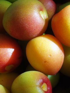 自家製 減塩梅干し-レシピのメイン写真