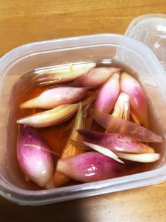 ミョウガの甘酢漬け@QC-レシピのメイン写真