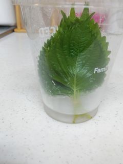 ☆大葉・しその保存方法☆-レシピのメイン写真