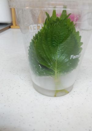 ☆大葉・しその保存方法☆-レシピのメイン写真