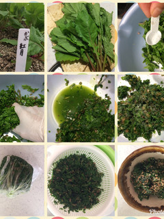 赤カブの間引き菜漬-レシピのメイン写真