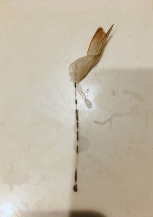 海老の背ワタをとる(覚え)-レシピのメイン写真
