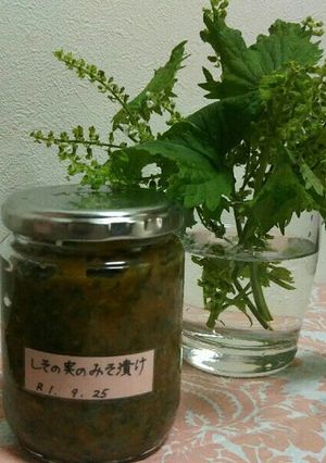 しその実の味噌漬け！-レシピのメイン写真
