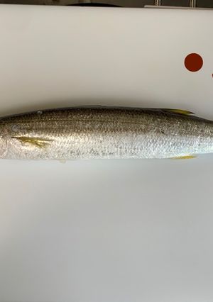 【基本】カマスの三枚おろし-レシピのメイン写真