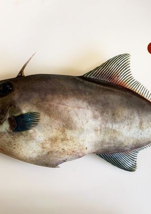 【基本】カワハギのさばき方(お刺身まで)-レシピのメイン写真