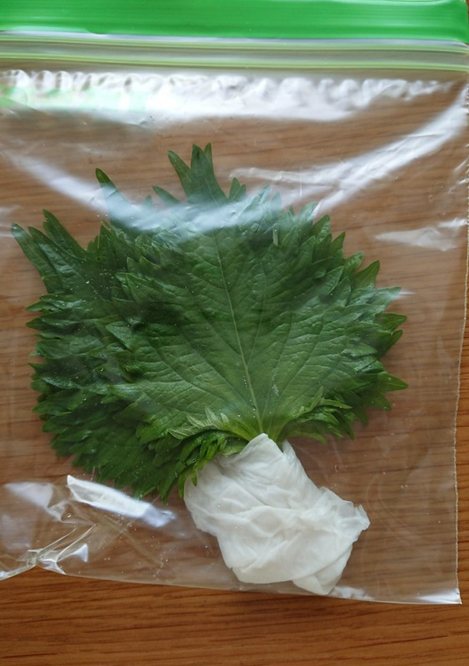 大葉を長持ちさせる方法-レシピのメイン写真