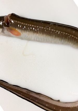 【簡単】誰でも出来るアナゴの捌き方-レシピのメイン写真