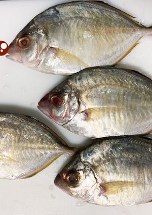 カイワリの捌き方(刺身まで)鯵の仲間-レシピのメイン写真