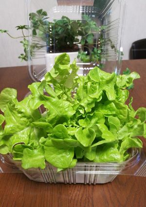 レタスのパックン容器を半端野菜の保存活用-レシピのメイン写真