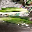 長ねぎの保存 超簡単 新聞紙で包むだけ