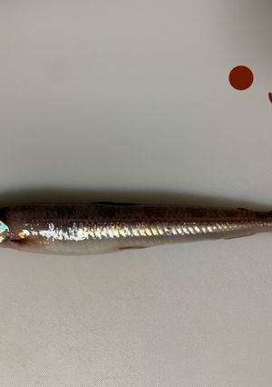 【基本】ニギスのおろし方(3種)-レシピのメイン写真