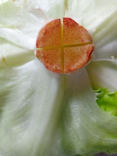 レタスの保存-レシピのメイン写真