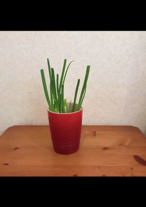 青ネギ再生法-レシピのメイン写真