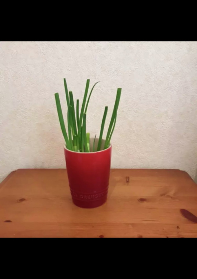 青ネギ再生法-レシピのメイン写真