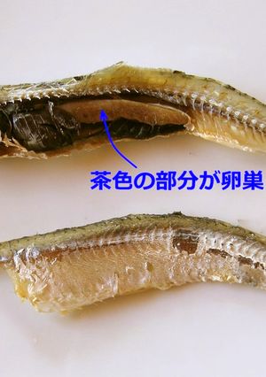 珍味！？ いりこの卵巣　-レシピのメイン写真