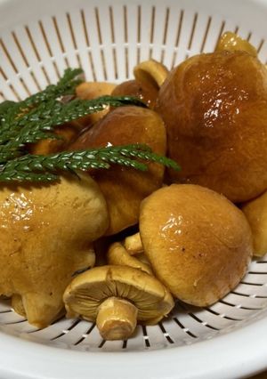 原木なめこの南蛮煮-レシピのメイン写真