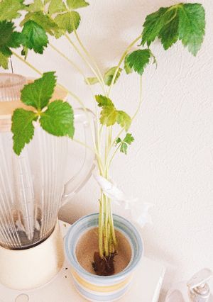 うちの三つ葉の保存法-レシピのメイン写真