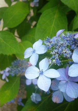 おにぎり-レシピのメイン写真
