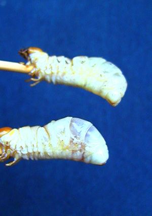 昆虫食の始め方(コクワ幼虫編)-レシピのメイン写真