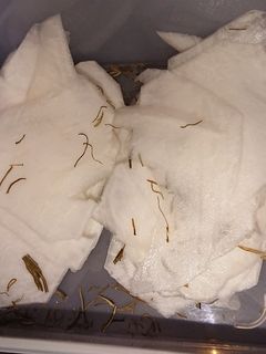 簡単かぶら漬-レシピのメイン写真