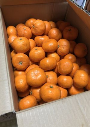 みかん大量消費に！みかんジュース！-レシピのメイン写真