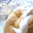 あの味!?ピーナッツクリーム♪