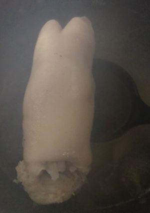 豚足煮込み-レシピのメイン写真