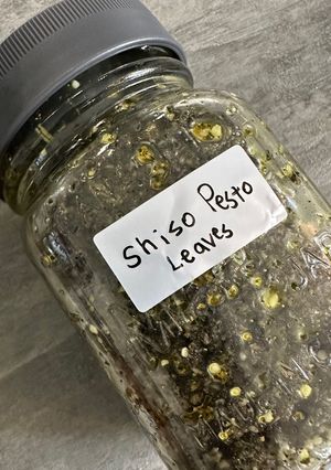 紫蘇ペスト　Shiso pesto-レシピのメイン写真
