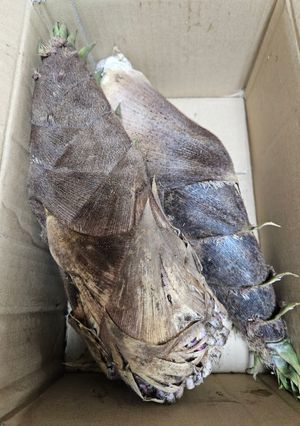 生産者さんに聞いた！秒で筍の皮剥き-レシピのメイン写真