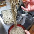 ヌードルメーカー失敗しない100%蕎麦2