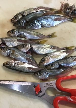 キッチンバサミで肉や魚の下処理-レシピのメイン写真