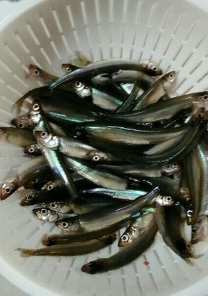 わかさぎ（公魚）の下処理-レシピのメイン写真